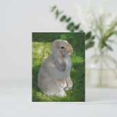 Baby Minilop Rabbit Postcard Postkarte (Stehend Vorderseite)