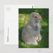 Baby Minilop Rabbit Postcard Postkarte (Vorne/Hinten)