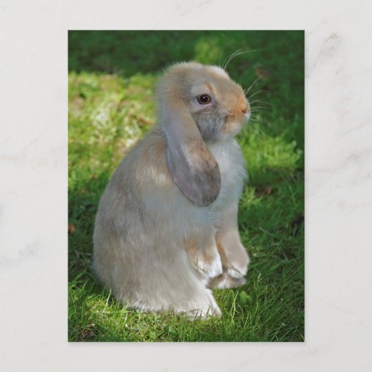 Baby Minilop Rabbit Postcard Postkarte (Vorderseite)