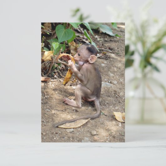 Baby Monkey (Stehend Vorderseite)