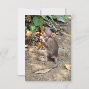 Baby Monkey