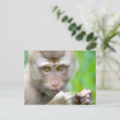 Baby Monkey Face Postkarte (Stehend Vorderseite)