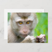 Baby Monkey Face Postkarte (Vorne/Hinten)