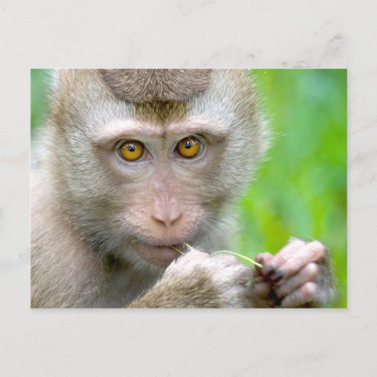 Baby Monkey Face Postkarte (Vorderseite)