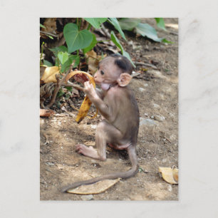 Baby Monkey Feiertagspostkarte