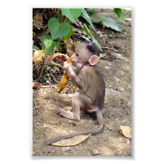 Baby Monkey Fotodruck (Vorne)