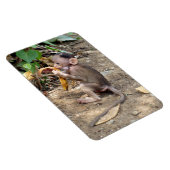 Baby Monkey Magnet (Rechte Seite)