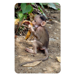 Baby Monkey Magnet
