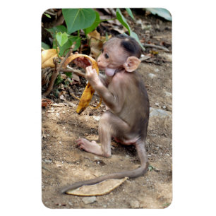 Baby Monkey Magnet