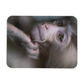 Baby Monkey Magnet (Horizontal)
