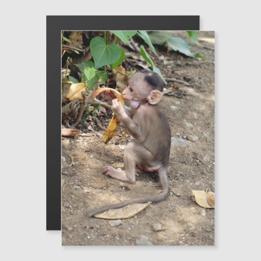 Baby Monkey Magnetkarte (Vorne/Hinten)