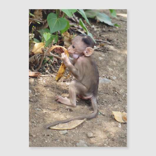 Baby Monkey Magnetkarte (Vorderseite)