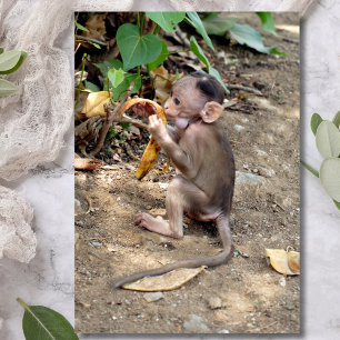 Baby Monkey Magnetkarte