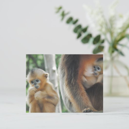 Baby Monkey mit Mutter Postkarte (Stehend Vorderseite)