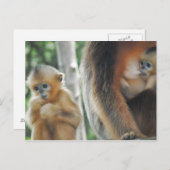 Baby Monkey mit Mutter Postkarte (Vorne/Hinten)