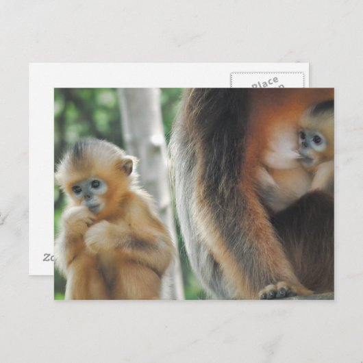 Baby Monkey mit Mutter Postkarte (Vorne/Hinten)