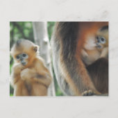 Baby Monkey mit Mutter Postkarte (Vorderseite)