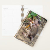 Baby Monkey Planer (Anzeige)