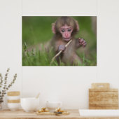 Baby Monkey Poster (Küche)
