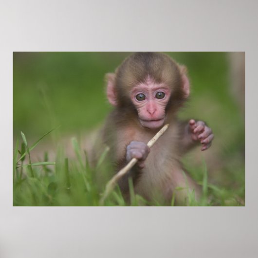 Baby Monkey Poster (Vorne)