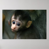 Baby Monkey Poster (Vorne)