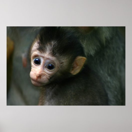 Baby Monkey Poster (Vorne)