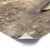 Baby Monkey Poster (Ecke)