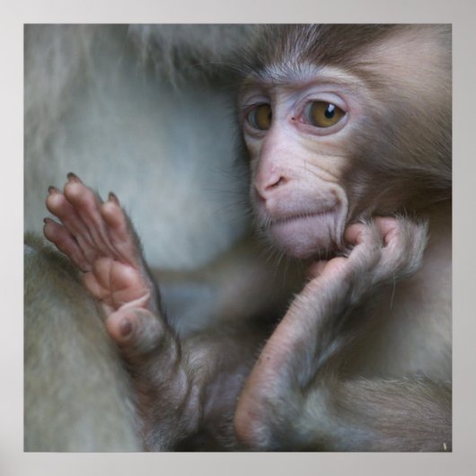 Baby Monkey Poster (Vorne)