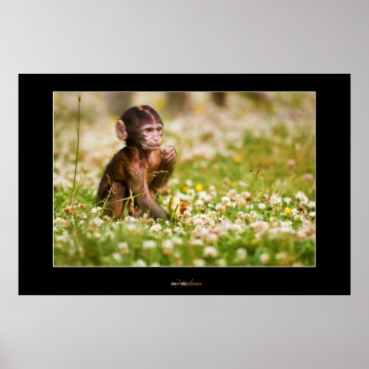 Baby Monkey Poster (Vorne)