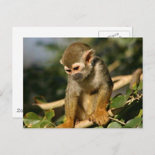 Baby Monkey Postkarte (Vorne/Hinten)