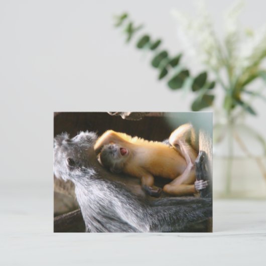 Baby Monkey Postkarte (Stehend Vorderseite)