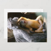 Baby Monkey Postkarte (Vorne/Hinten)