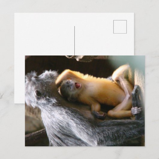 Baby Monkey Postkarte (Vorne/Hinten)