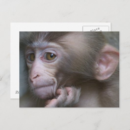Baby Monkey Postkarte (Vorne/Hinten)