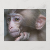 Baby Monkey Postkarte (Vorderseite)