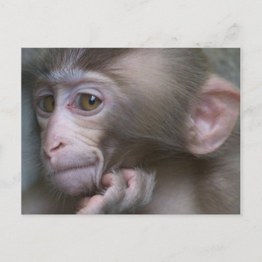 Baby Monkey Postkarte (Vorderseite)