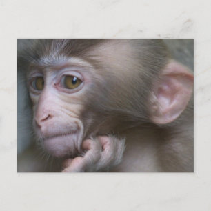 Baby Monkey Postkarte
