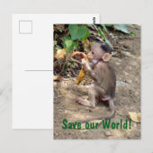 Baby Monkey Postkarte (Vorne/Hinten)