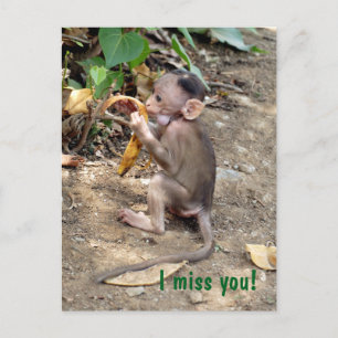 Baby Monkey Postkarte