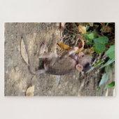 Baby Monkey Puzzle (Horizontal)