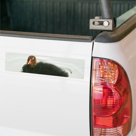 Baby Moorhens Autoaufkleber (Auf Lkw)