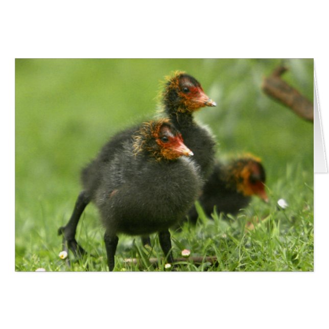 Baby Moorhens, England. (Vorderseite (Horizontal))