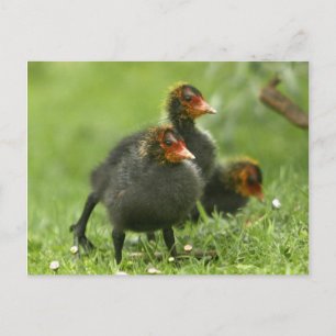 Baby Moorhens, England. Postkarte