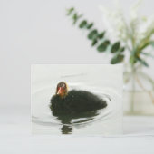 Baby Moorhens Postkarte (Stehend Vorderseite)