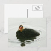 Baby Moorhens Postkarte (Vorne/Hinten)