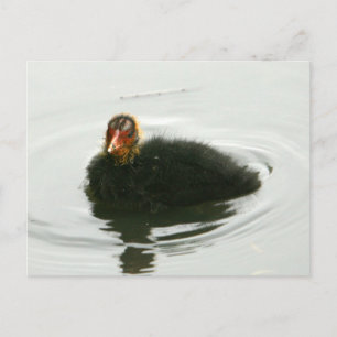 Baby Moorhens Postkarte