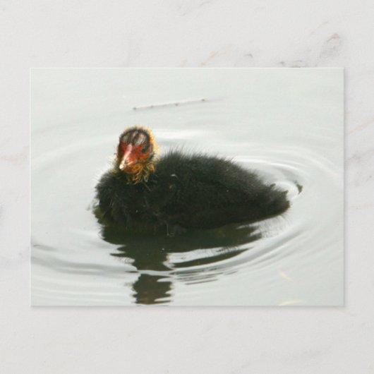 Baby Moorhens Postkarte (Vorderseite)