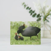 Baby Moorhens Postkarte (Stehend Vorderseite)