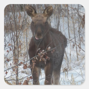 Baby Moose Quadratischer Aufkleber