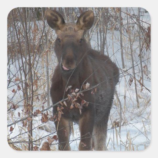 Baby Moose Quadratischer Aufkleber (Vorderseite)